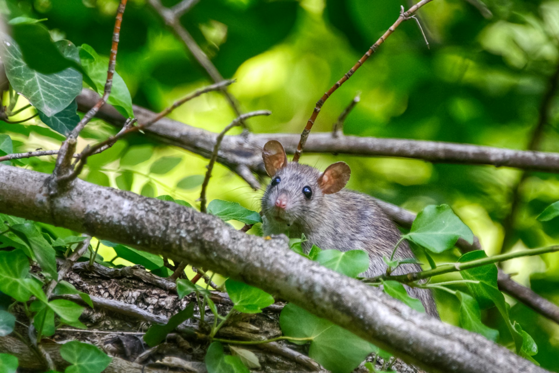  									your ultimate solution for pest control								