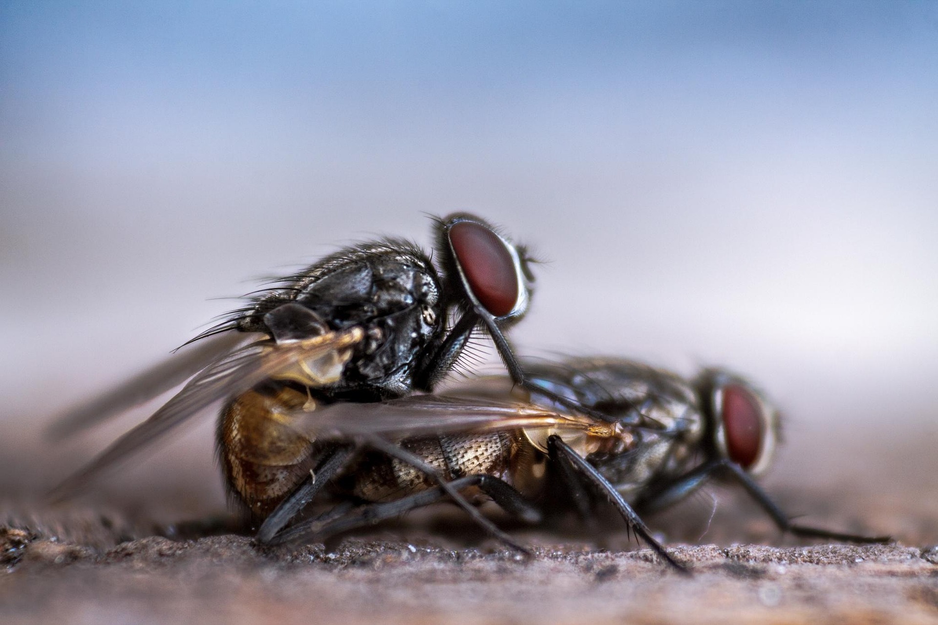  									your ultimate solution for pest control								